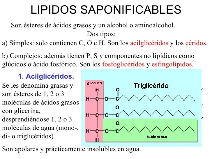 lipido saponificable